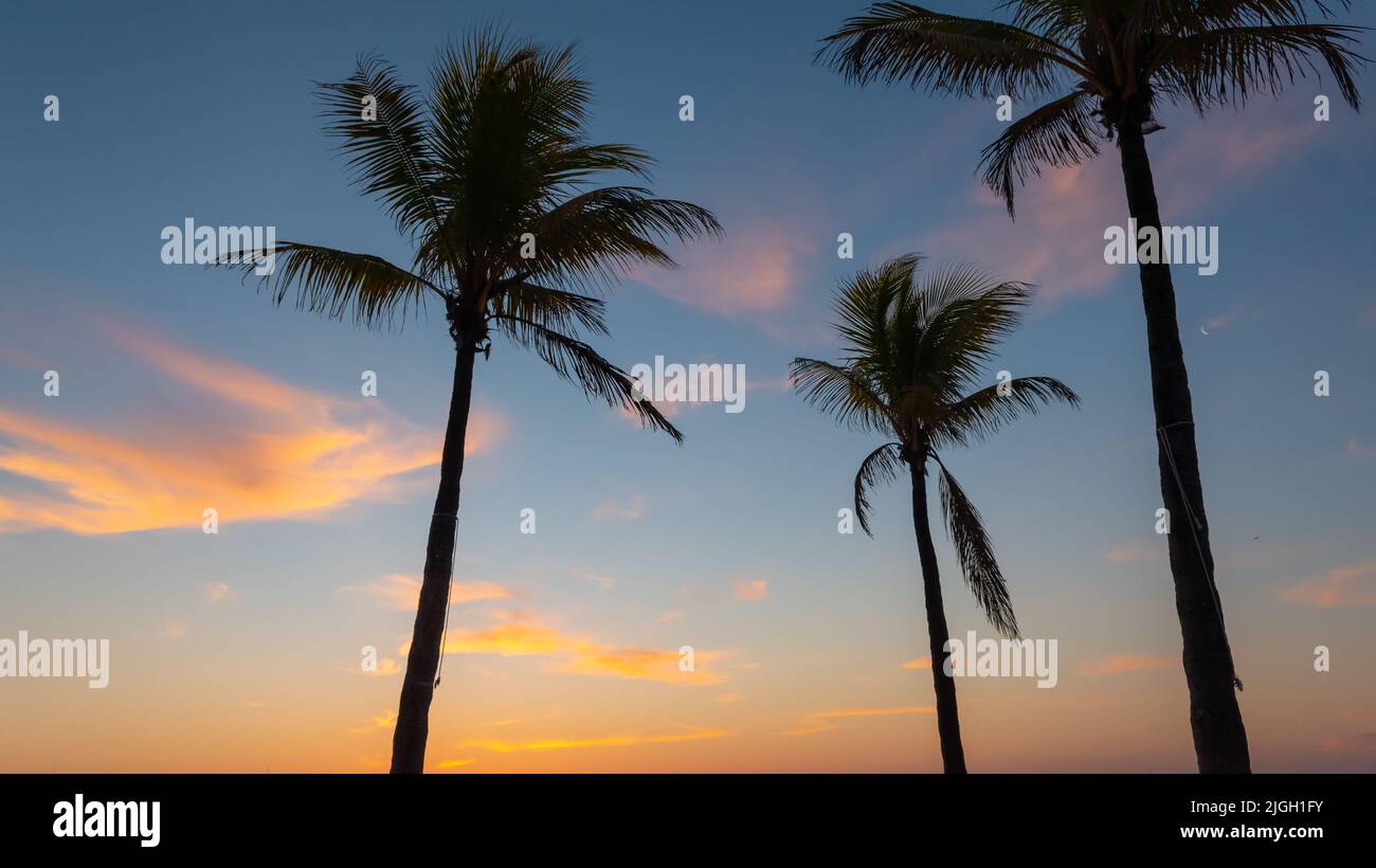 Silhouette de cocotiers au crépuscule. Banque D'Images