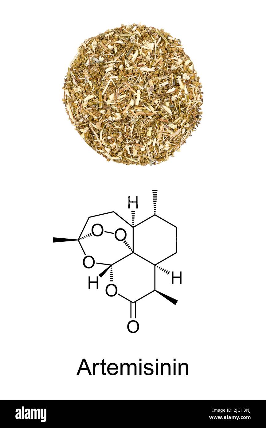 Artemisia annua Herb circle, et la formule chimique de l'artémisinine. Bois  de millepertuis sec et structure chimique de l'extrait de plante Photo  Stock - Alamy