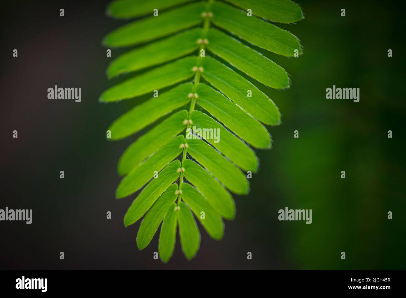 Gros plan de la feuille d'un mimosa pudica, également appelé plante sensible, plante endormie, plante d'action, touch-me-not ou shameplant Banque D'Images
