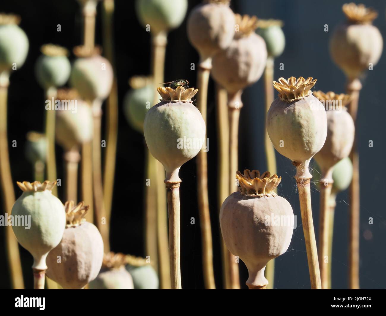 Un groupe de têtes et de tiges de pavot oriental autosemées (papaver orientale) dans un jardin resauvage sur fond sombre. Banque D'Images