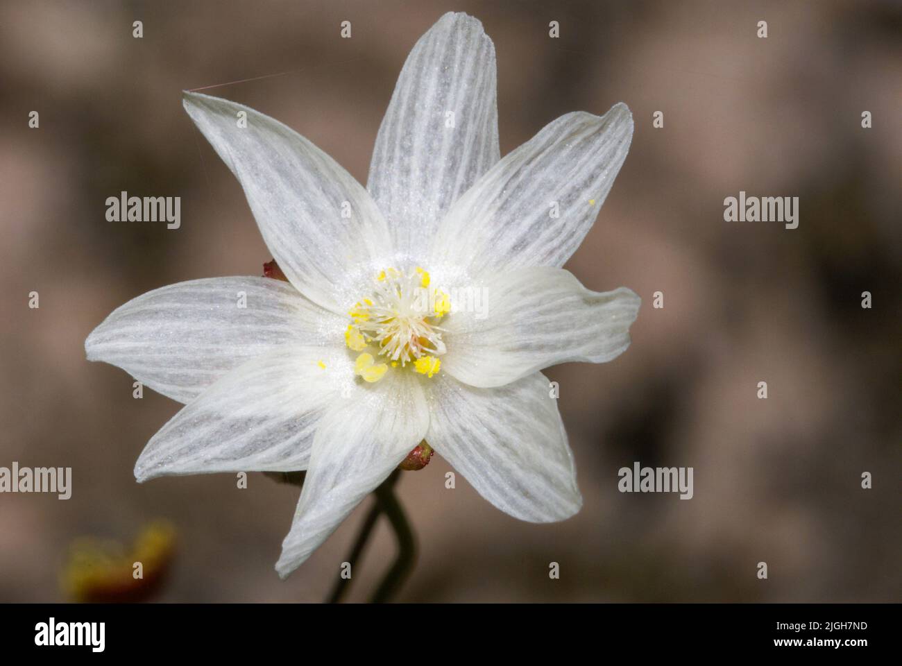 Fleur blanche (Drosera heterophylla), Australie occidentale Banque D'Images