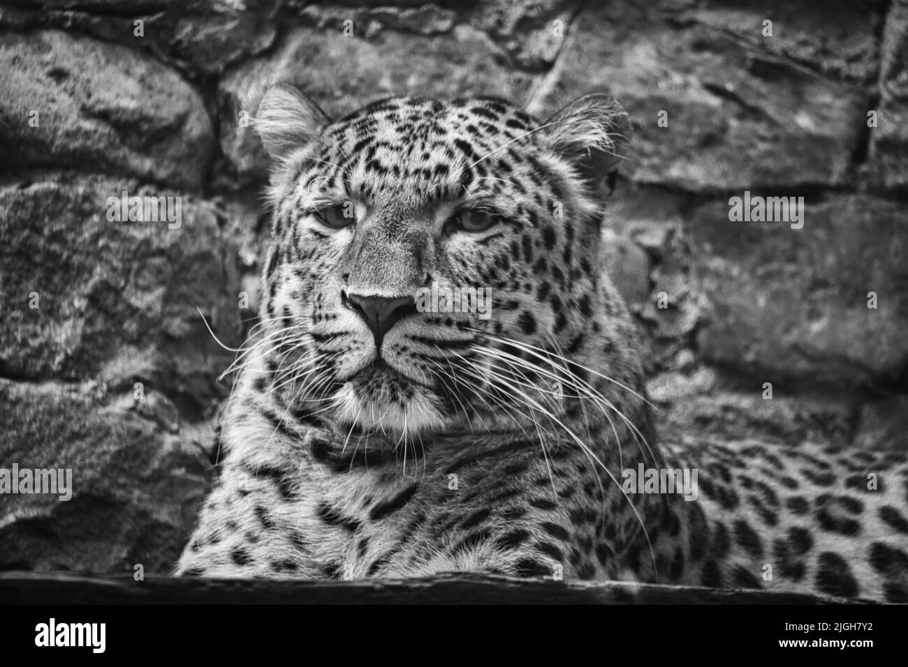 Jaguar en blanc noir couché derrière l'herbe. Fourrure à pois. Le grand chat est un prédateur. En regardant vers le spectateur. Photo d'animal d'un chasseur Banque D'Images