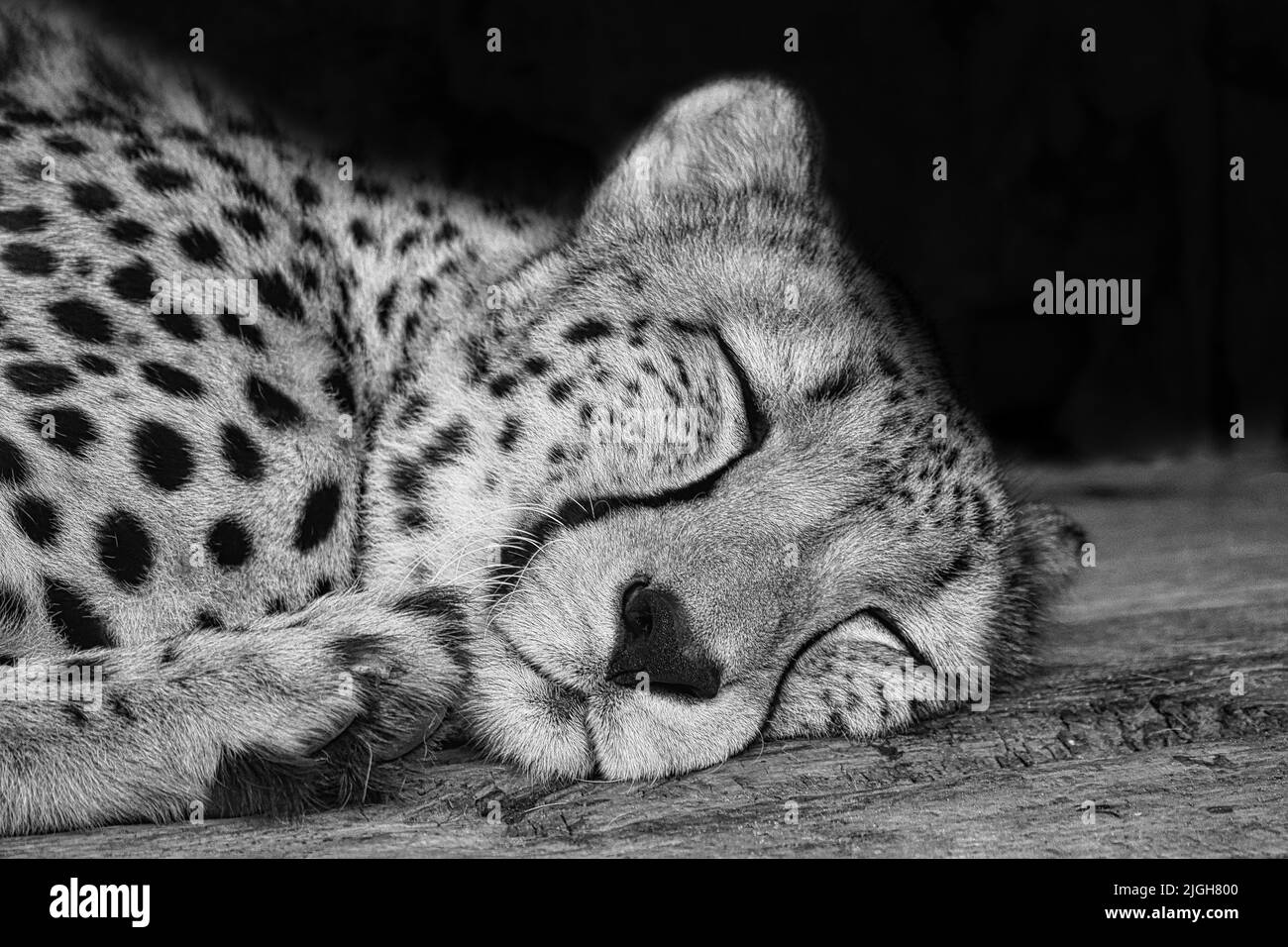 Cheetah en blanc noir couché derrière l'herbe. Fourrure à pois. Le grand chat est un prédateur. Mammifère de repos. Photo d'animal d'un chasseur Banque D'Images