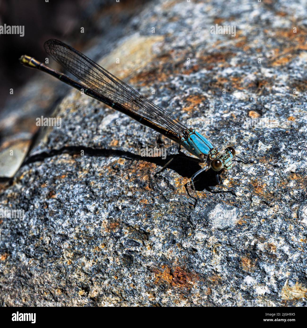 Vue rapprochée d'un insecte danseur en poudre sur la roche Banque D'Images