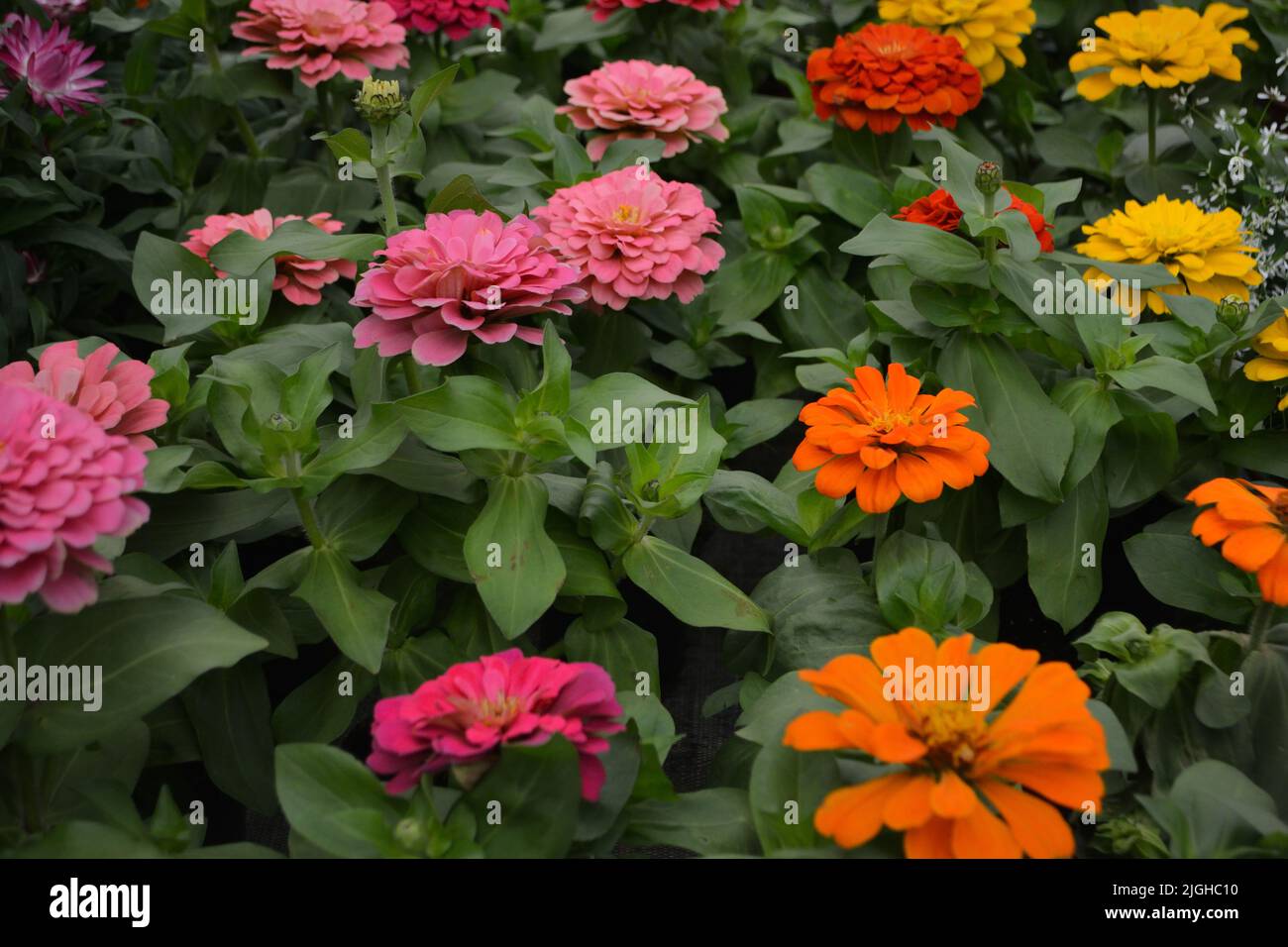 Fleurs zinnia elegans dans différentes couleurs. Couleur d'arrière-plan de la nature. Banque D'Images