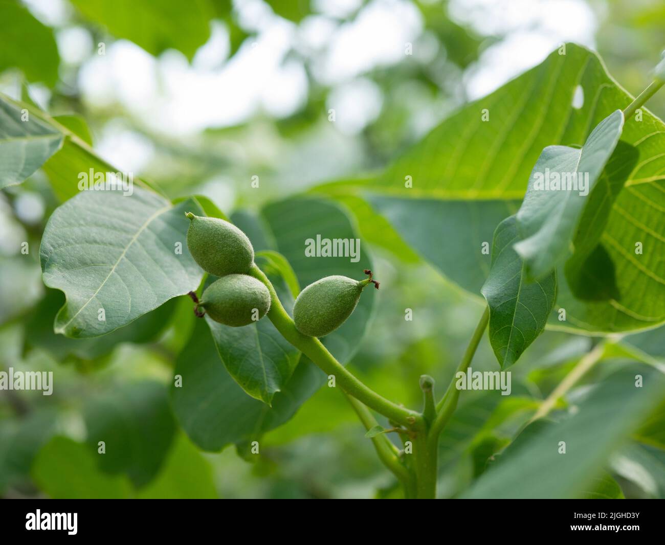 Noix vertes dans le jardin, mise au point sélective. Fruit non mûr de noyer. Juglans regia en été Banque D'Images