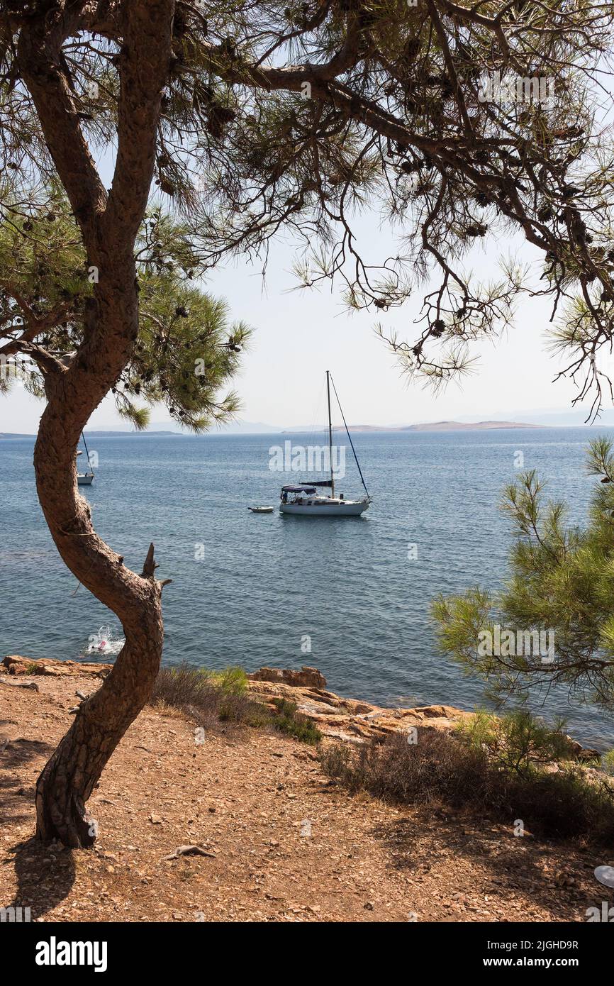 Vue de pins appelés Pinus brutia, bateau à voile et mer Égée capturés dans la région d'Ayvalik en Turquie. C'est un jour d'été ensoleillé. Banque D'Images