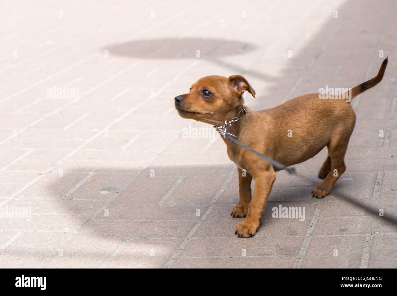 Un petit chien mignon dans la rue, qui a l'air triste, inquiet, inquiet, anxieux, inquiet, mal à l'aise, stressé, nerveux. Copier-coller, cruauté envers les animaux Banque D'Images