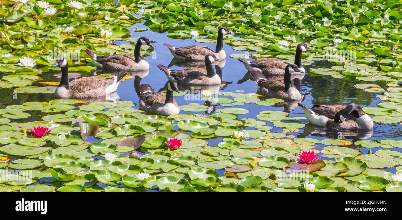 Bernaches du Canada et nénuphars roses dans l'étang du parc Westfalen à Dortmund, en Allemagne Banque D'Images