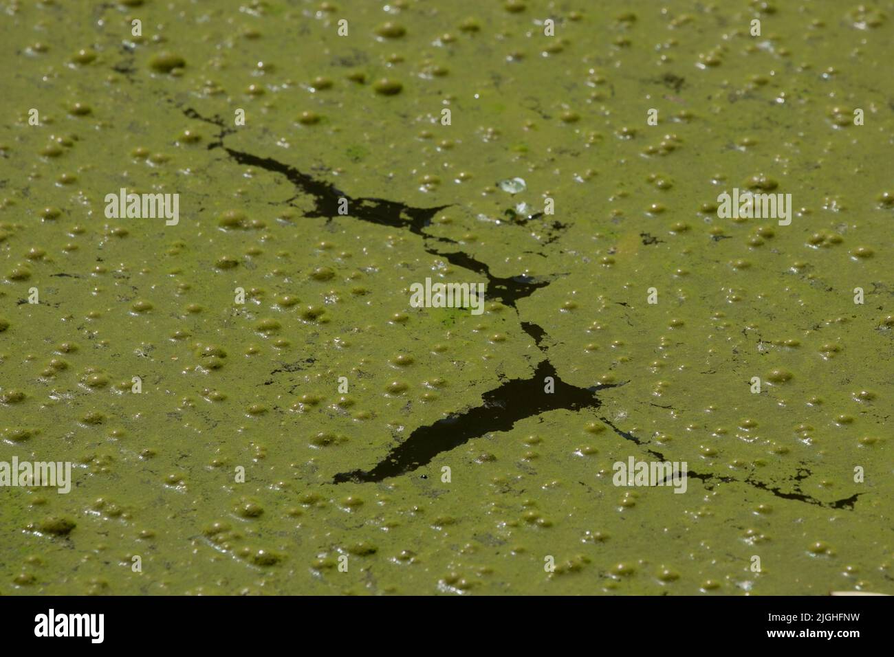 Surface d'eau verte dans un étang recouvert de cyanobactéries. En raison de l'eutrophisation. Pollution et écologie concept Banque D'Images