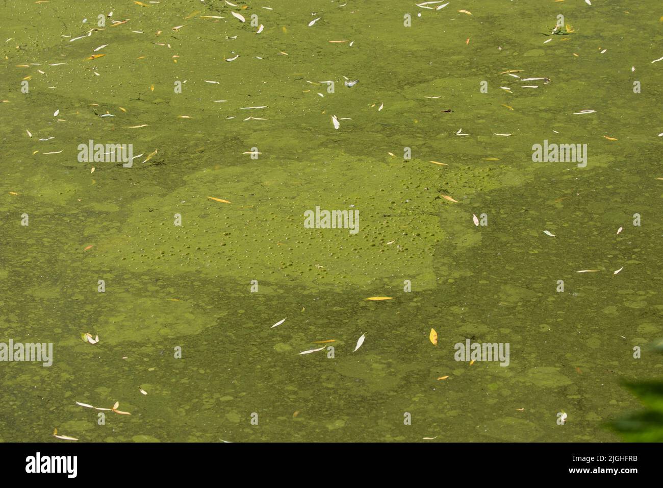Surface d'eau verte dans un étang recouvert de cyanobactéries. En raison de l'eutrophisation. Pollution et écologie concept Banque D'Images