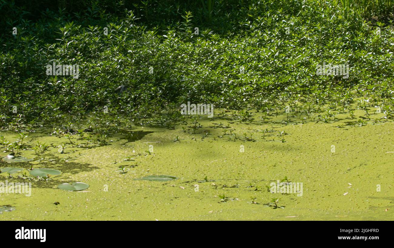 Surface d'eau verte dans un étang recouvert de cyanobactéries. En raison de l'eutrophisation. Pollution et écologie concept Banque D'Images