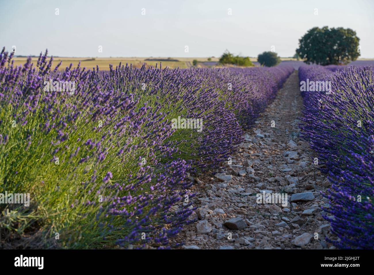 Les champs de lavande fleurissent en été à Guadalajara, en Espagne Banque D'Images
