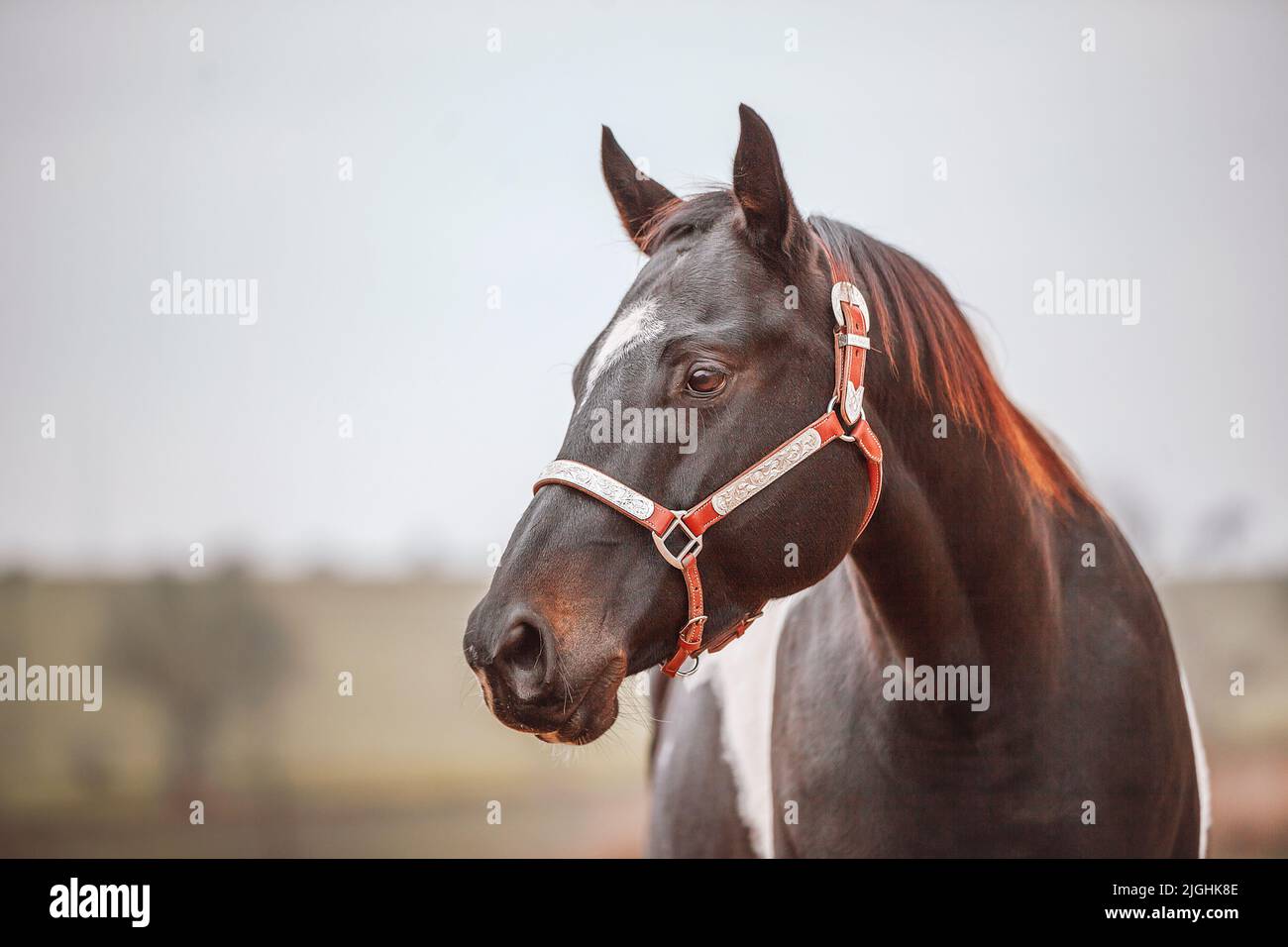 Un gros plan du cheval de race américaine Banque D'Images