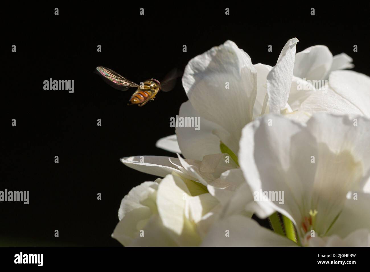 Un vol stationnaire est stationnaire devant une fleur de fleur Banque D'Images