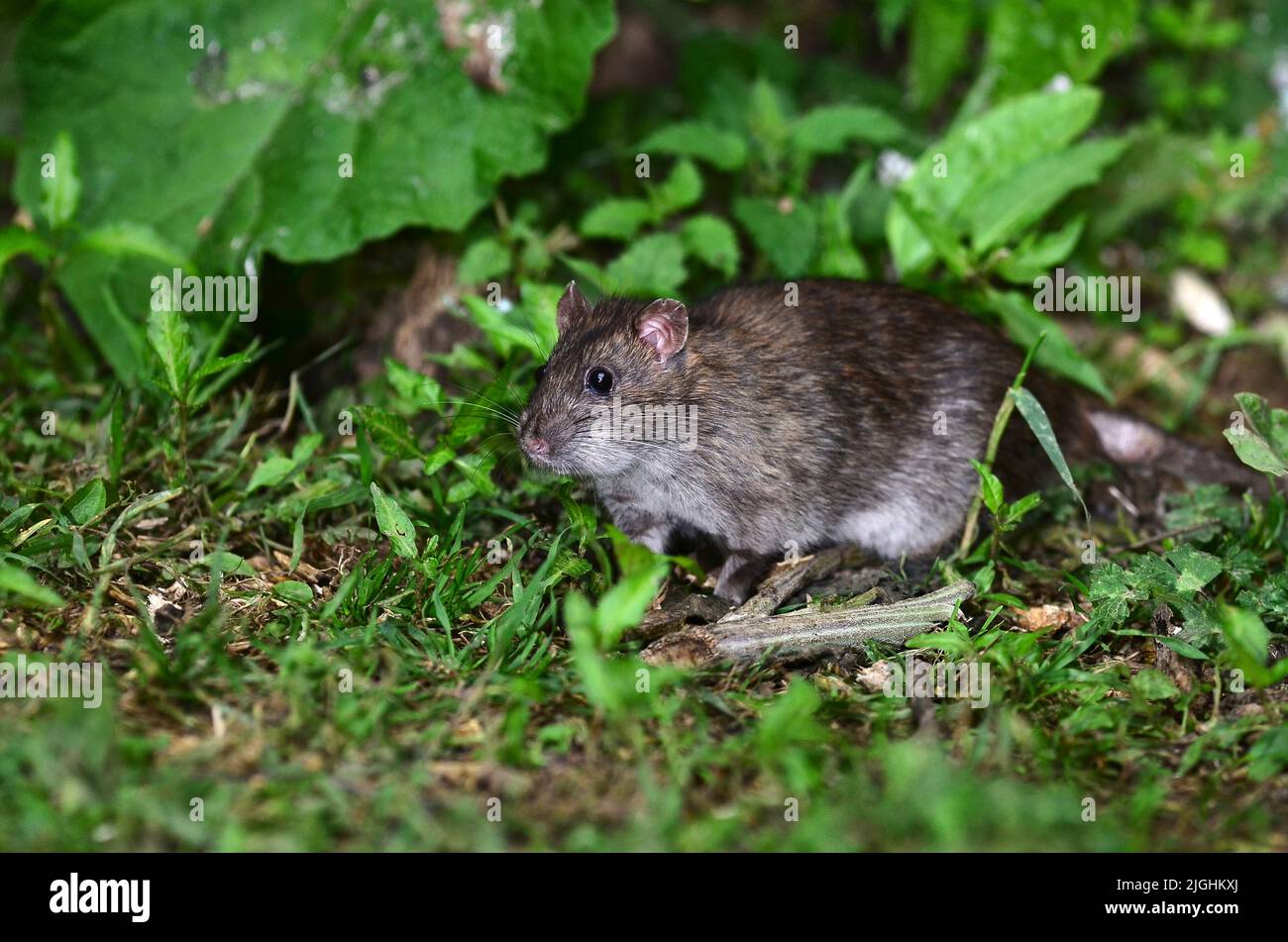 rat brun Banque D'Images