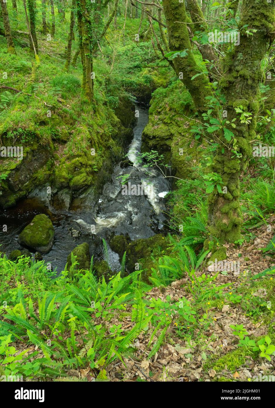 Cascade dans le bois de Cree, près de Newton Stewart dans Dumfries & Galloway Banque D'Images