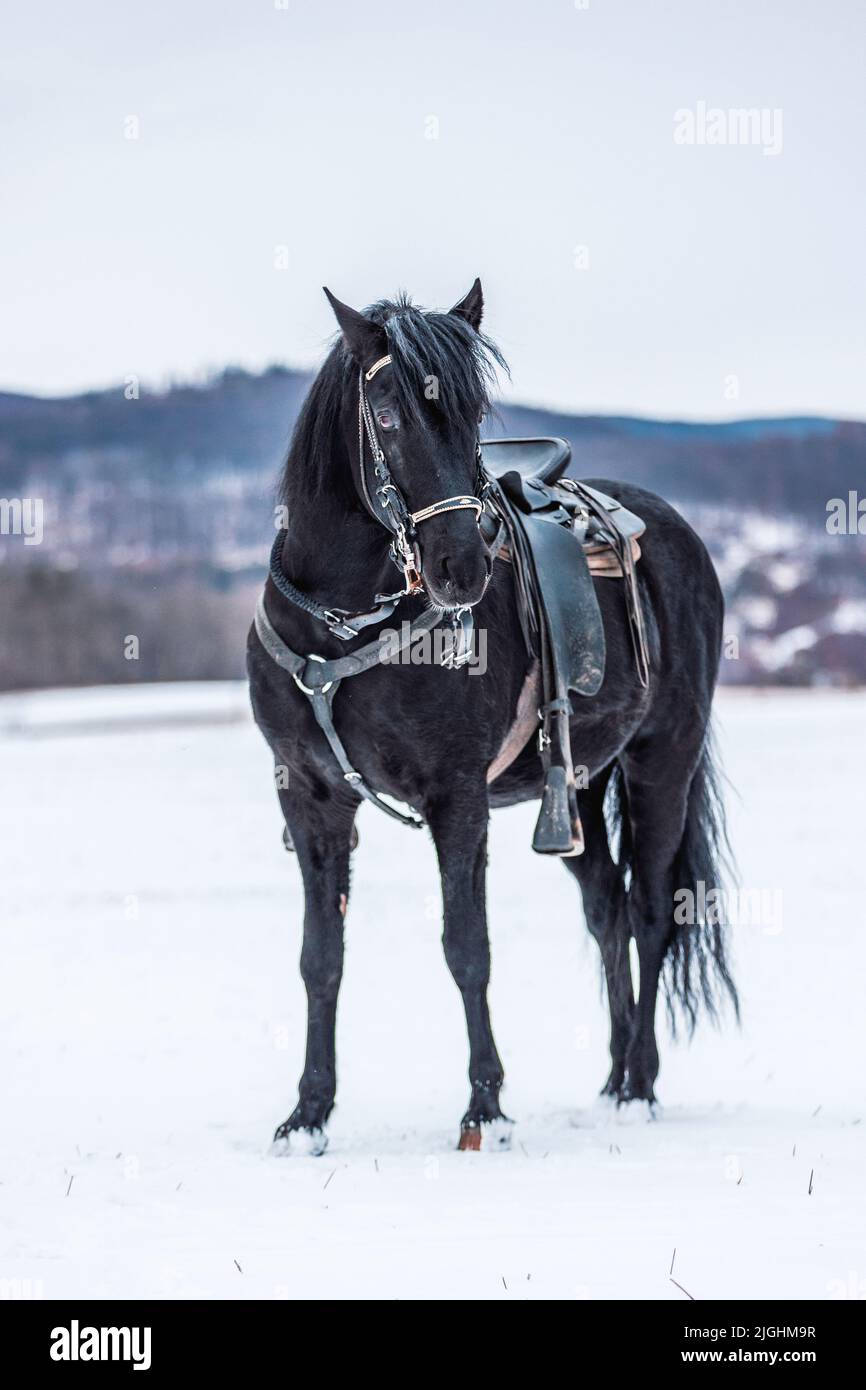 Un cheval noir Paso Fino Colombiano dans le champ de neige par une journée d'hiver Banque D'Images