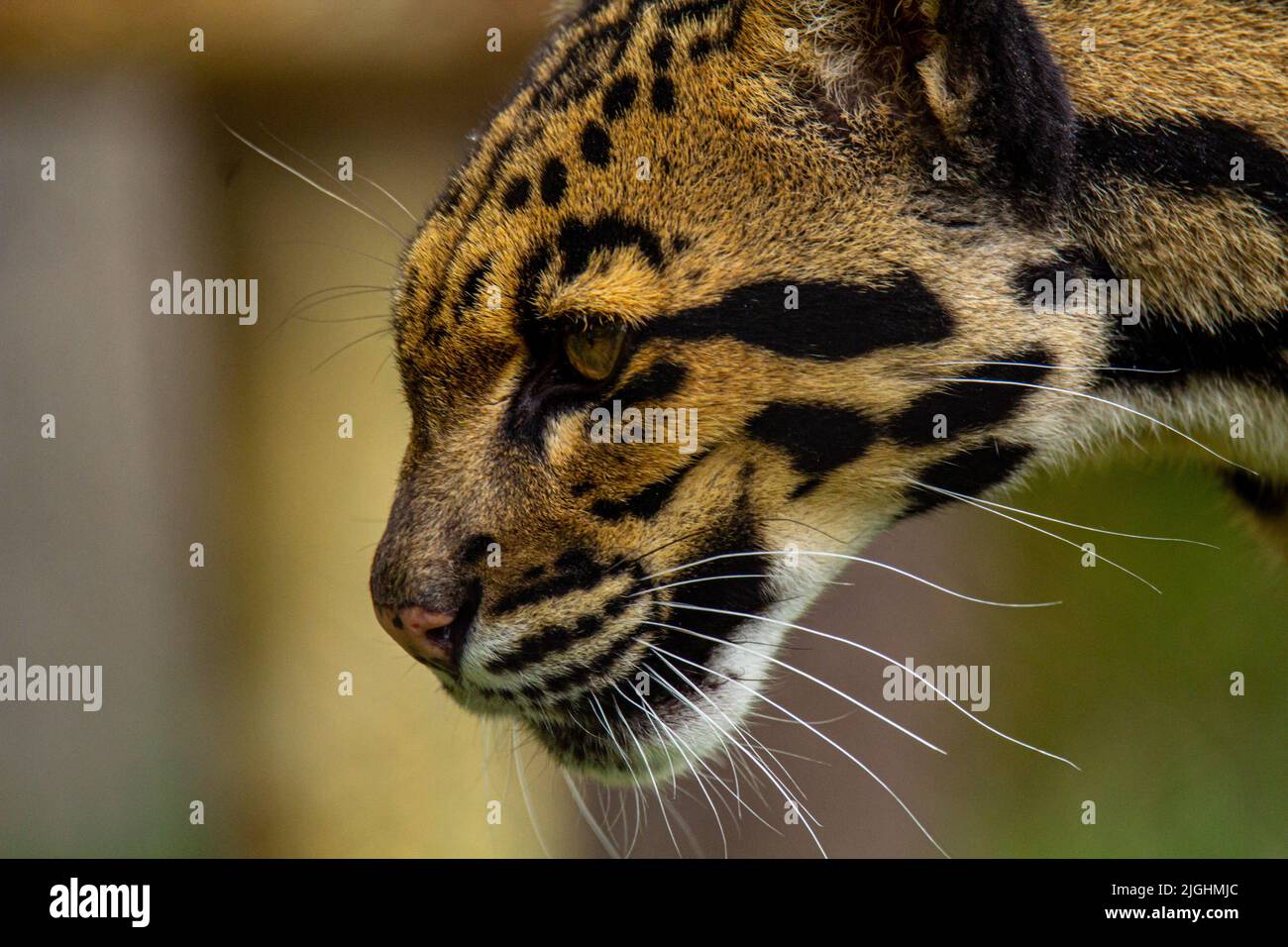 Gros plan de la tête d'un léopard trouble Banque D'Images