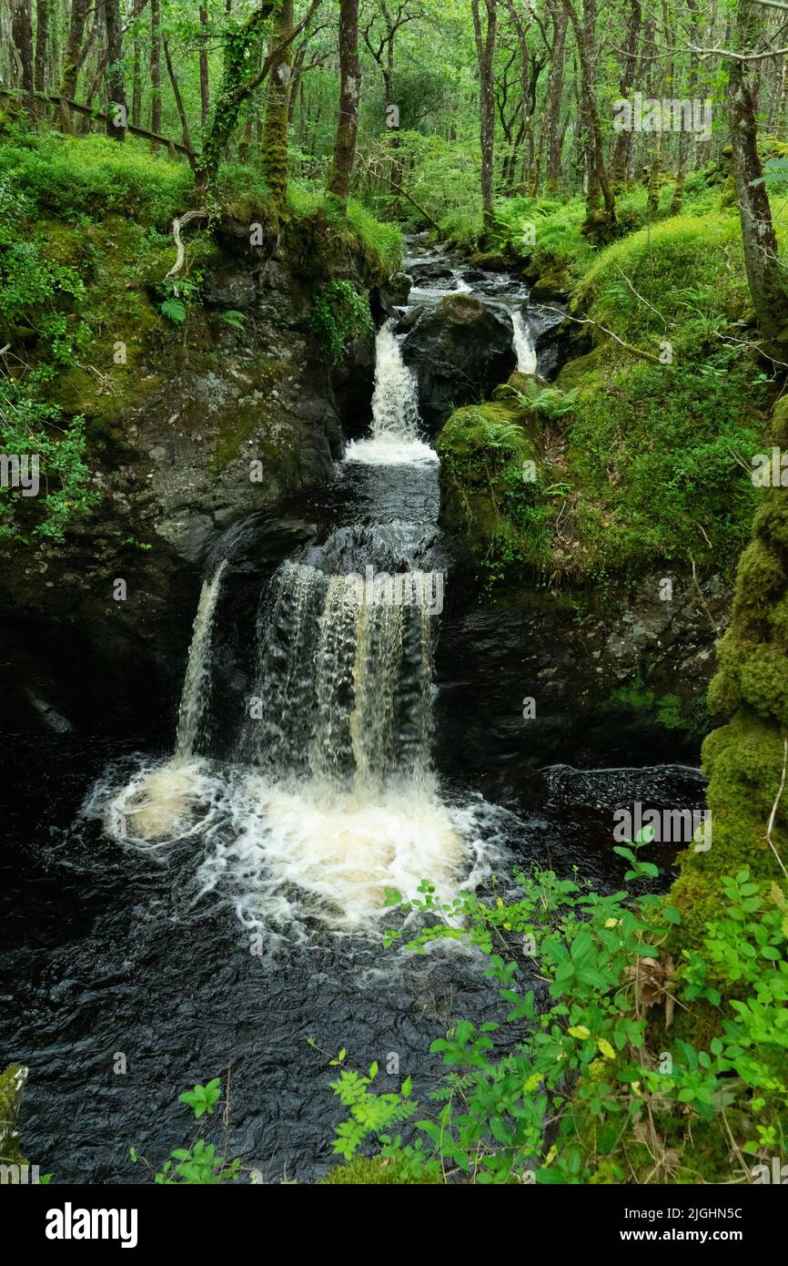 Cascade dans le bois de Cree, près de Newton Stewart dans Dumfries & Galloway Banque D'Images