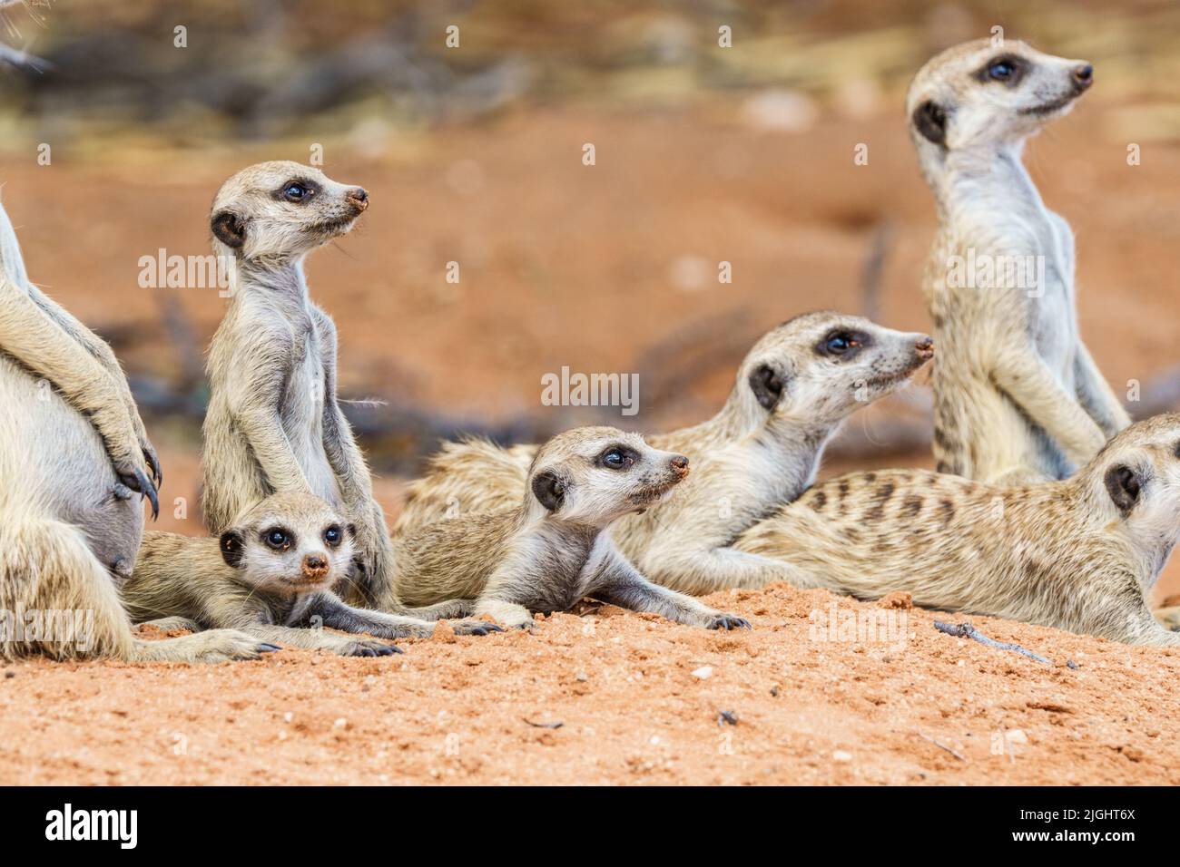 La famille Meerkat (Mob) et les bébés qui regardent le ciel. Kalahari, Parc national transfrontalier, Afrique du Sud Banque D'Images