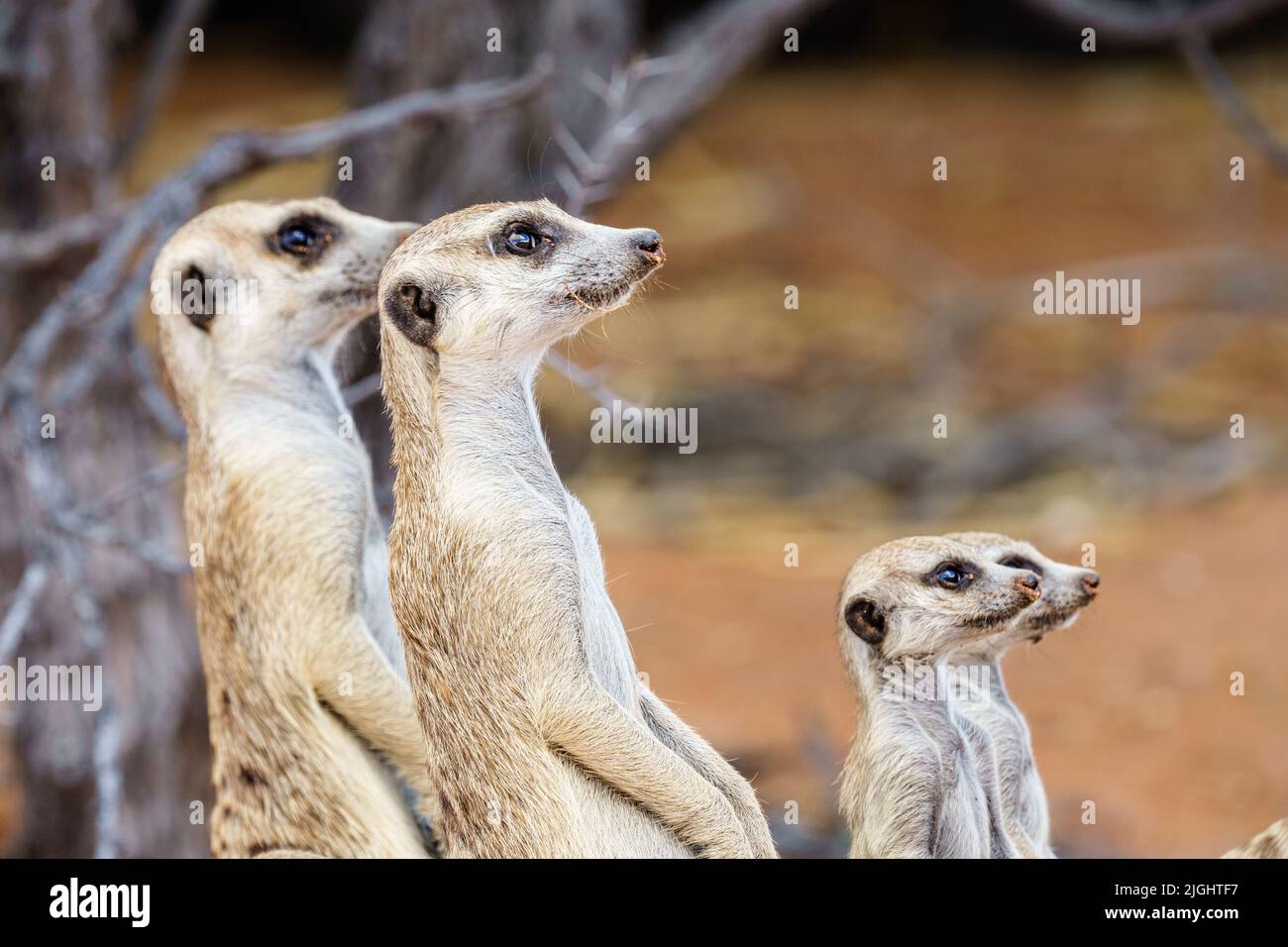 Meerkats mignon gros plan portrait de famille (mob). Tous les animaux et les bébés qui regardent le ciel. Kalahari, Parc national transfrontalier, Afrique du Sud Banque D'Images