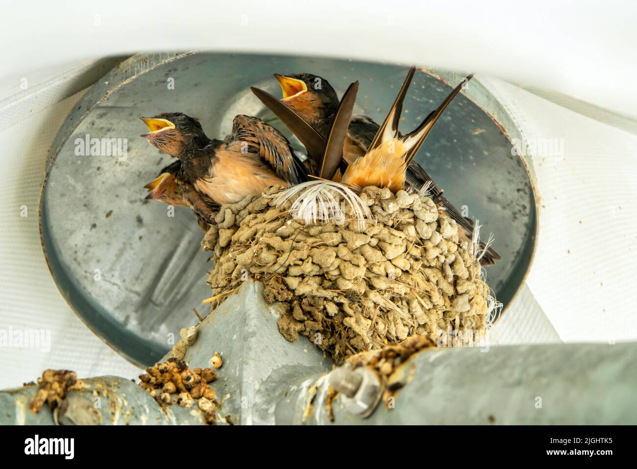 Nid d'hirondelles. Famille d'oiseaux au nid, en attente de nourriture Banque D'Images