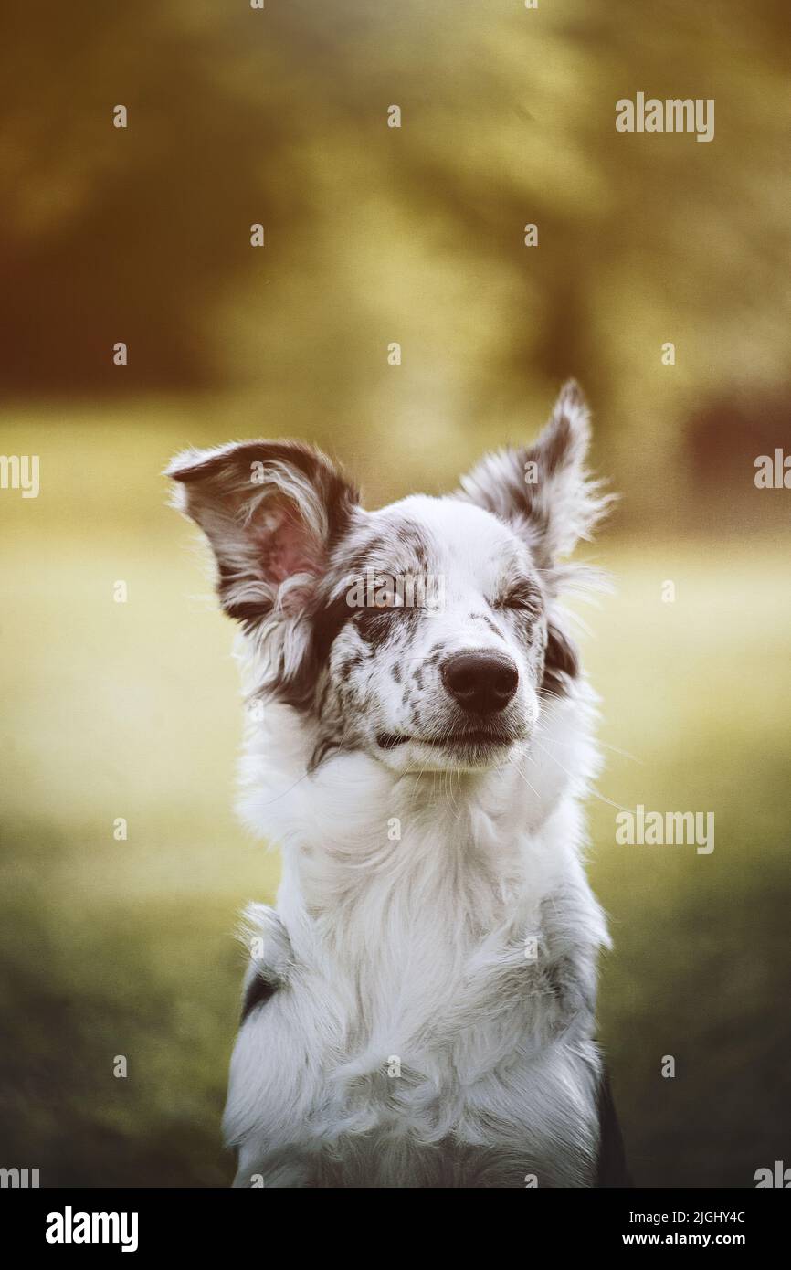 Gros plan sur le chien collie border Banque D'Images