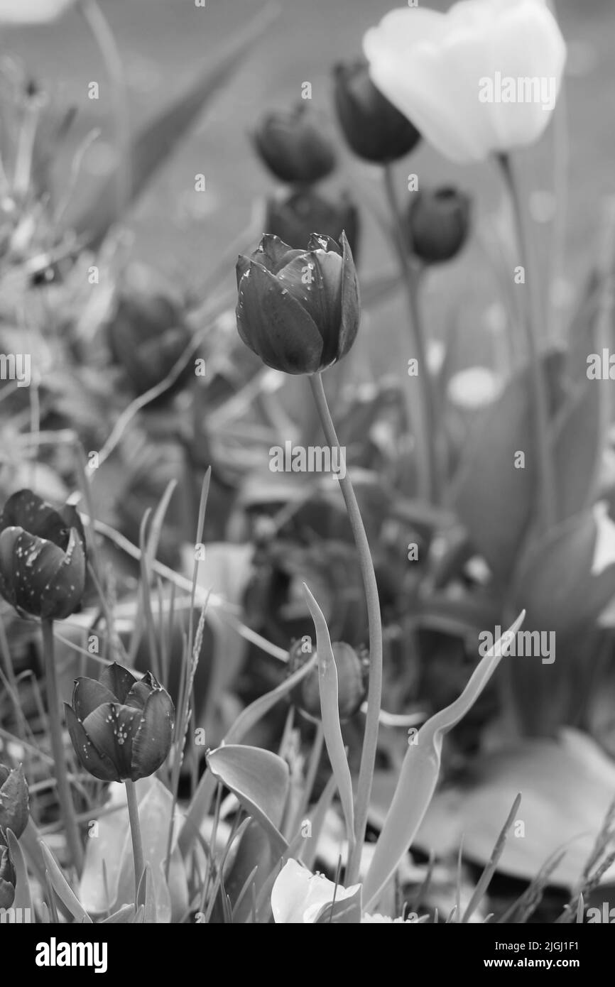 Magnifiques tulipes de printemps poussant dans le jardin de fleurs en noir et blanc. Banque D'Images