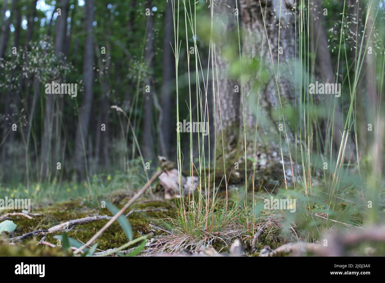 Vue rapprochée des plantes d'Agrostis curtisii dans les bois Banque D'Images