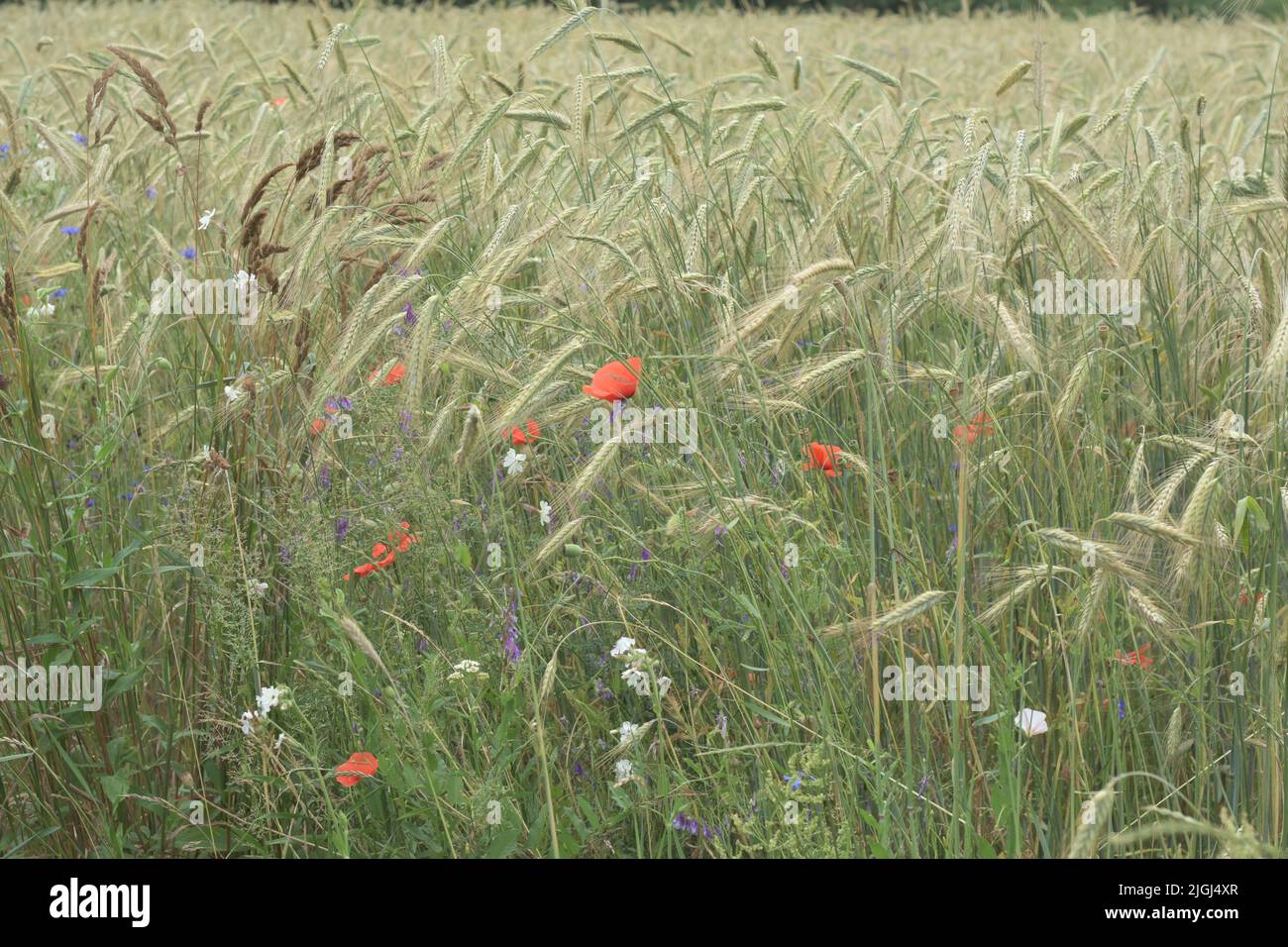 Des coquelicots et des fleurs de maïs parmi les lames de grain mûr lors d'une chaude journée d'été. Banque D'Images