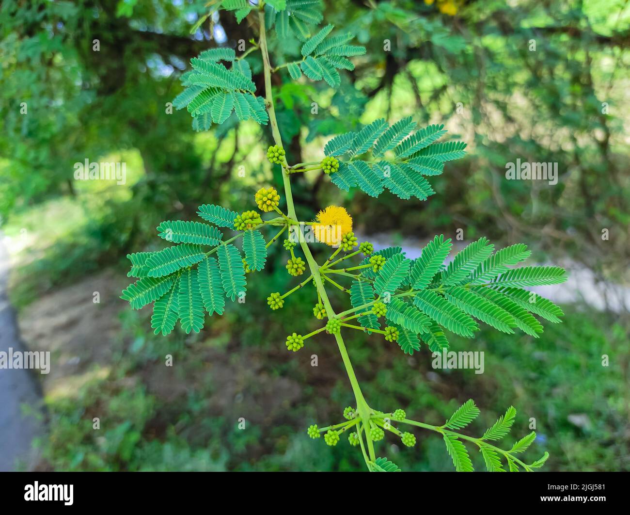 Un gros plan de Babul Tree nouvelles fleurs et laisser Banque D'Images