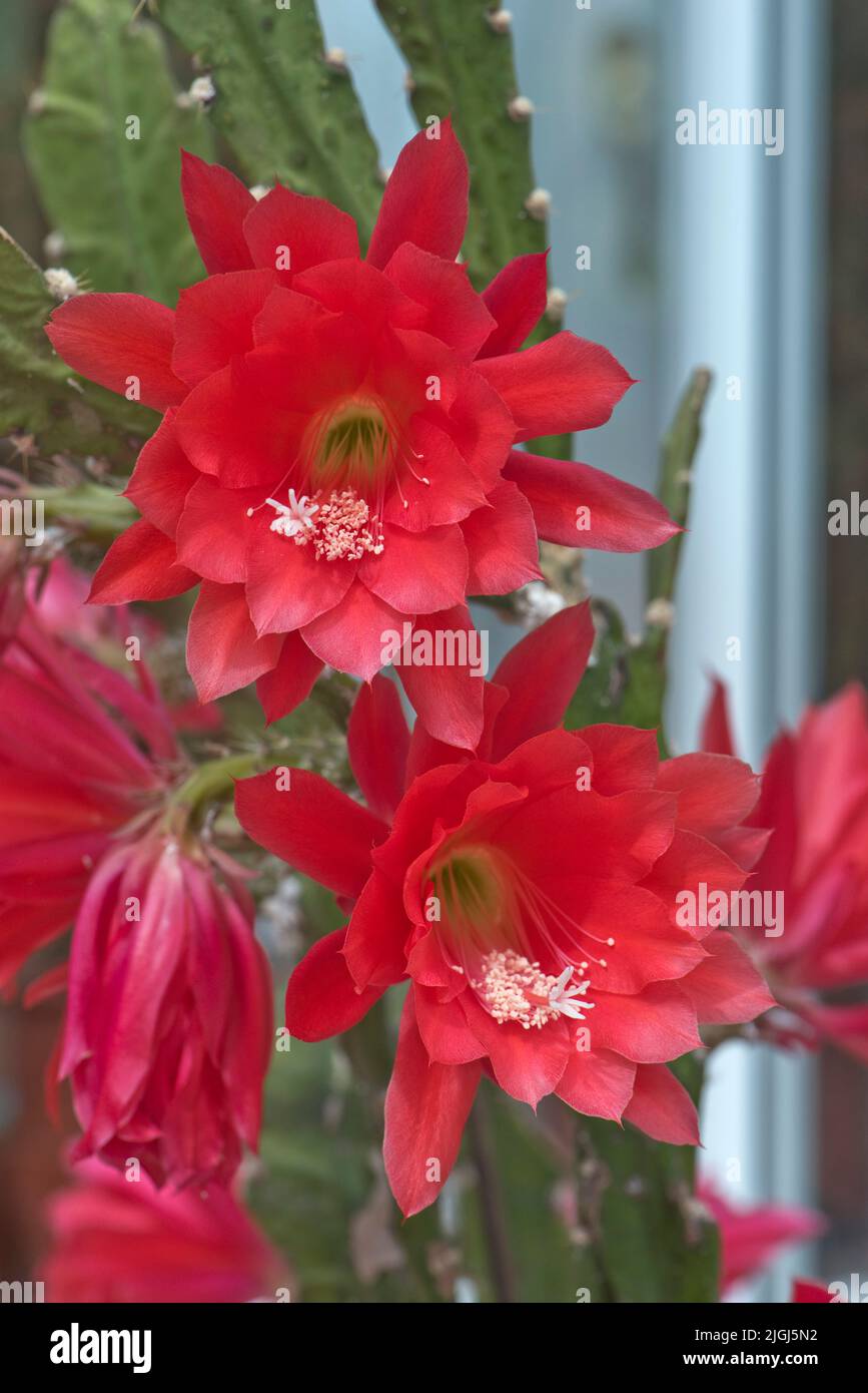 Rouge vif de Pâques ou de cactus d'orchidée (Disocactus x jenkinsonii) fleur sur une plante de maison de jardin d'hiver, Berkshire, mai Banque D'Images