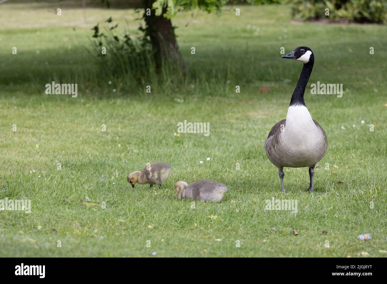 Bernache du Canada avec jeunes dans l'herbe Branta canadensis Banque D'Images