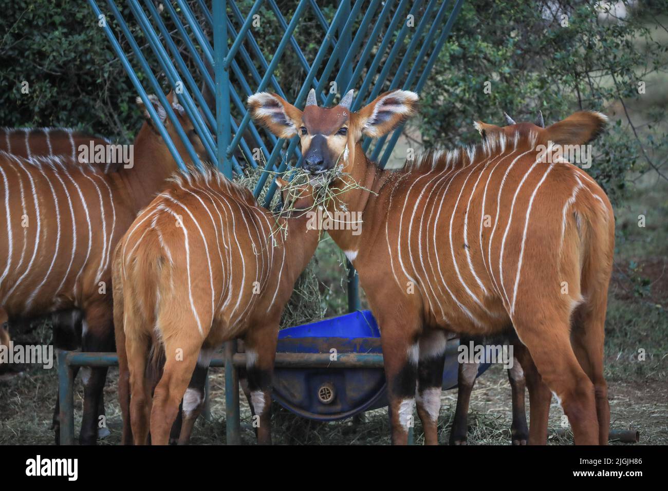 Laikipia, Kenya. 09th juillet 2022. Les ongos de montagne en danger critique de disparition sont vus manger de l'herbe au Mount Kenya Wildlife Conservancy à Nyanyuki. Selon un récent rapport de recensement de la faune, la population des bongos de montagne est de 66 personnes dans le conservancy et de moins de 100 dans le monde entier. Crédit : SOPA Images Limited/Alamy Live News Banque D'Images