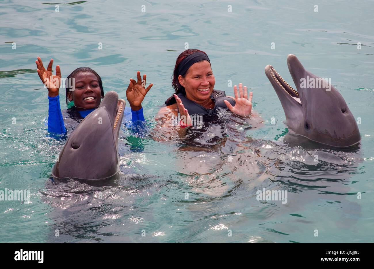 Jamaïque, près de Lucea, vous pouvez aller à Dolphin Cove pour nager avec les dauphins, toucher un Sting-Ray ou un requin et monter à dos de chameau. Banque D'Images
