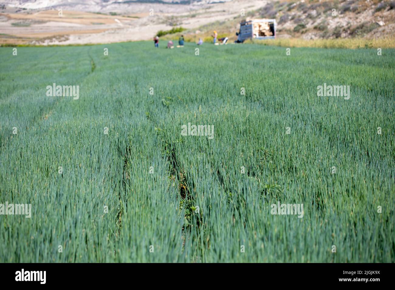 Oignon vert, le scallion est cultivé dans le jardin agricole Banque D'Images