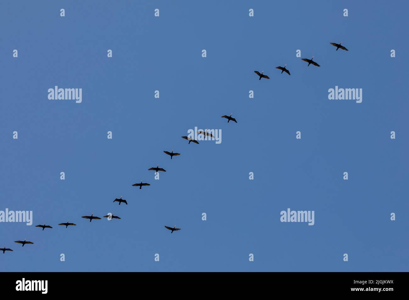 migration des oiseaux des oies dans le ciel Banque D'Images