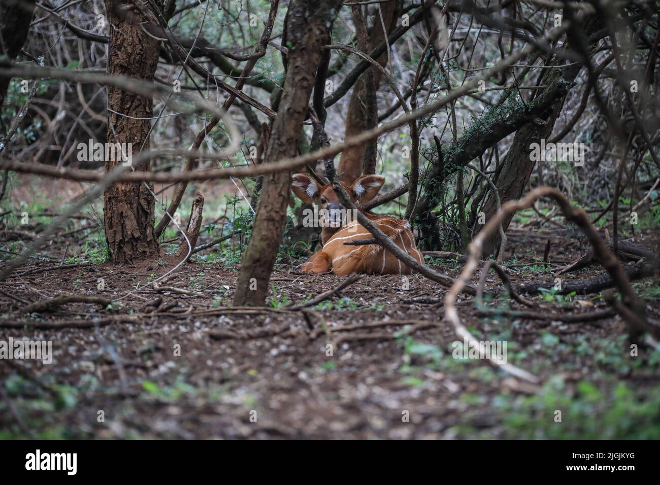 Laikipia, Kenya. 9th juillet 2022. Un bébé Mountain Bongo en danger critique d'extinction est vu au Mount Kenya Wildlife Conservancy à Nyanyuki. Selon un récent rapport de recensement de la faune, la population des bongos de montagne est de 66 personnes dans le conservancy et de moins de 100 dans le monde entier. (Image de crédit : © John Ochieng/SOPA Images via ZUMA Press Wire) Banque D'Images