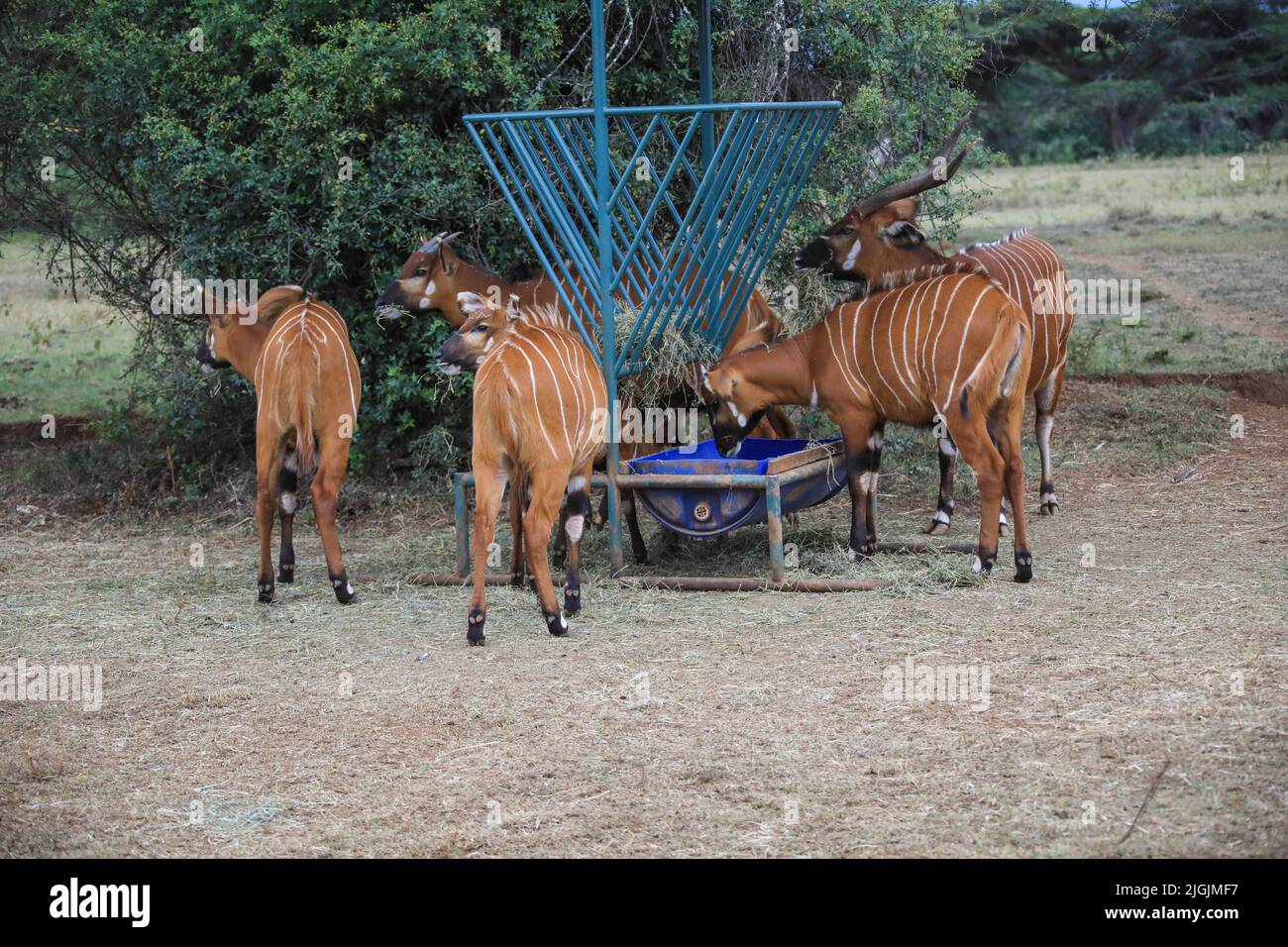 Laikipia, Kenya. 9th juillet 2022. Les ongos de montagne en danger critique de disparition sont vus manger de l'herbe au Mount Kenya Wildlife Conservancy à Nyanyuki. Selon un récent rapport de recensement de la faune, la population des bongos de montagne est de 66 personnes dans le conservancy et de moins de 100 dans le monde entier. (Image de crédit : © John Ochieng/SOPA Images via ZUMA Press Wire) Banque D'Images