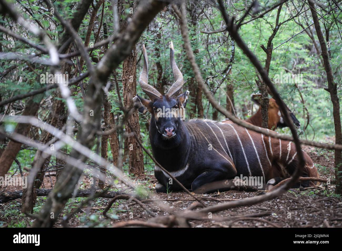 Laikipia, Kenya. 9th juillet 2022. Des Bongos de montagne en danger critique d'extinction sont vus au Mount Kenya Wildlife Conservancy à Nyanyuki. Selon un récent rapport de recensement de la faune, la population des bongos de montagne est de 66 personnes dans le conservancy et de moins de 100 dans le monde entier. (Image de crédit : © John Ochieng/SOPA Images via ZUMA Press Wire) Banque D'Images