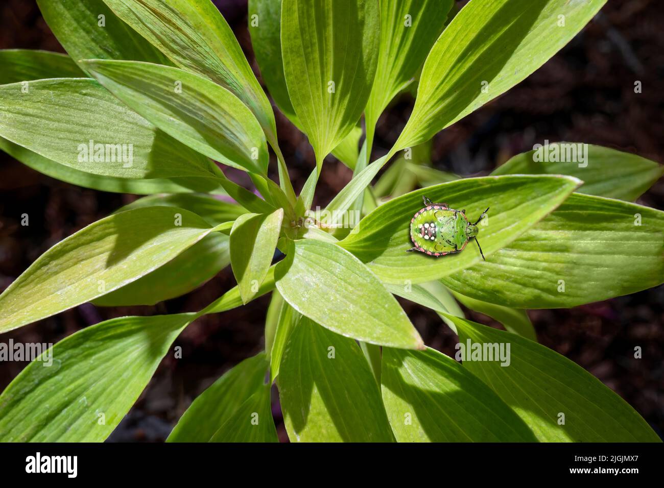 Insecte vert sur les feuilles vertes. Gros plan. Banque D'Images