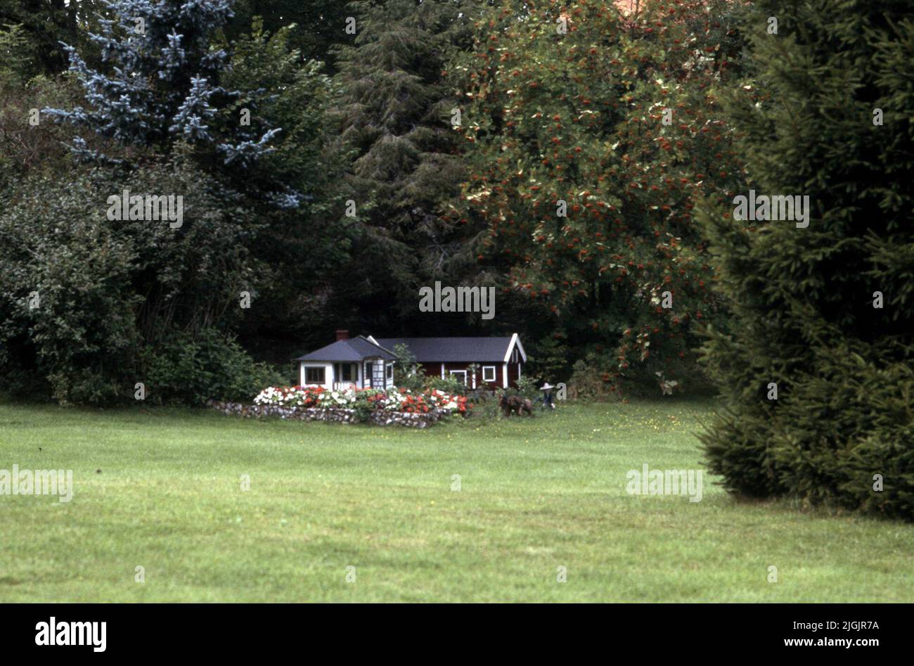Ferme de fleurs, Eringsboda. Banque D'Images