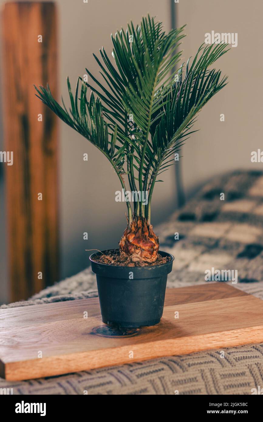 petite plante de palme de cycas dans la pépinière pot avec un fond agréable Banque D'Images