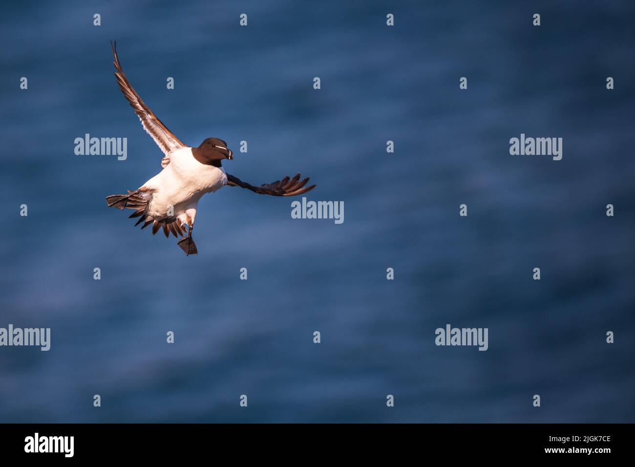 Un razorbill en vol en mode d'atterrissage spectaculaire, l'Irlande Banque D'Images