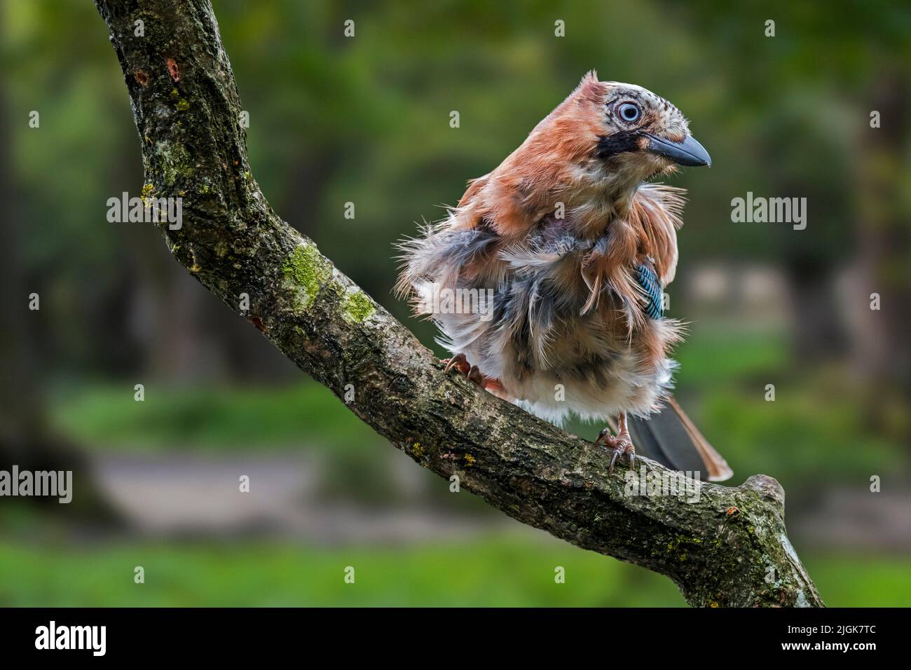 geai eurasien / geai européen (Garrulus glandarius / Corvus glandarius) perché sur une branche d'arbre avec des plumes à volants en forêt Banque D'Images