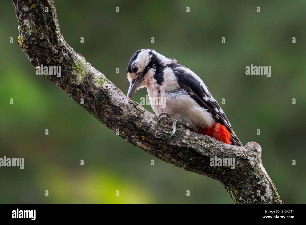 Grand pic tacheté / plus grand pic tacheté (Dendrocopos majeur) femelle fourragent sur branche d'arbre dans la forêt Banque D'Images