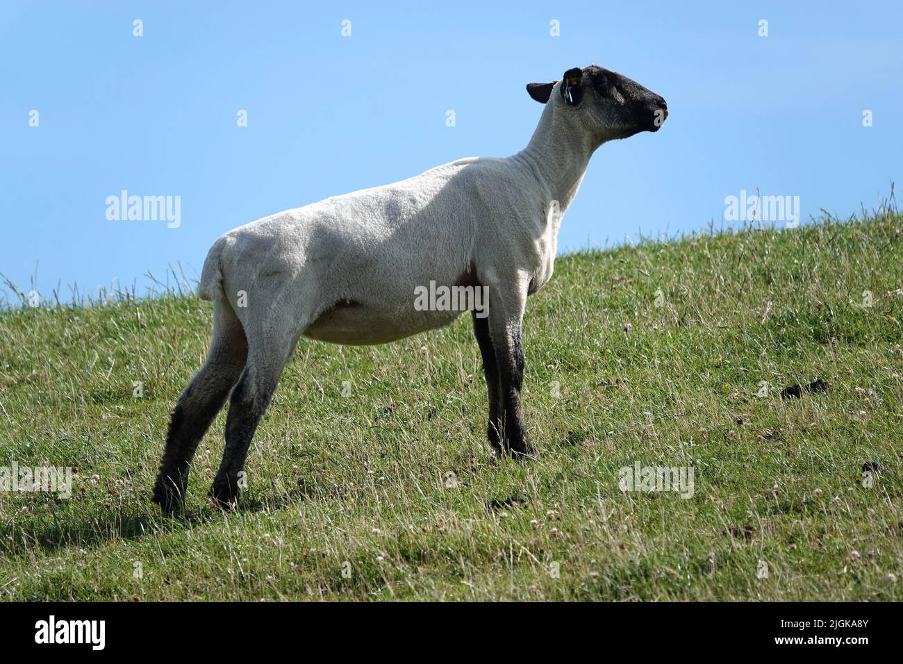 Un mouton à tête noire allemand debout sur l'herbe d'une digue dans le nord de l'Allemagne. Cette race descend de moutons à tête noire anglais. Banque D'Images