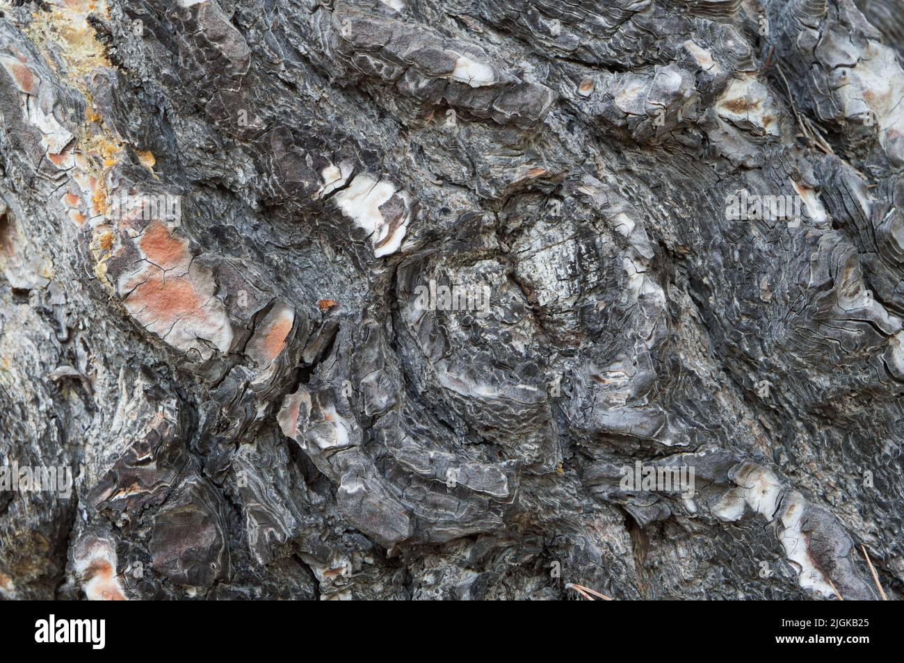 Arrière-plan de la texture de l'écorce de l'ancien arbre, écorce du pin d'alep Banque D'Images