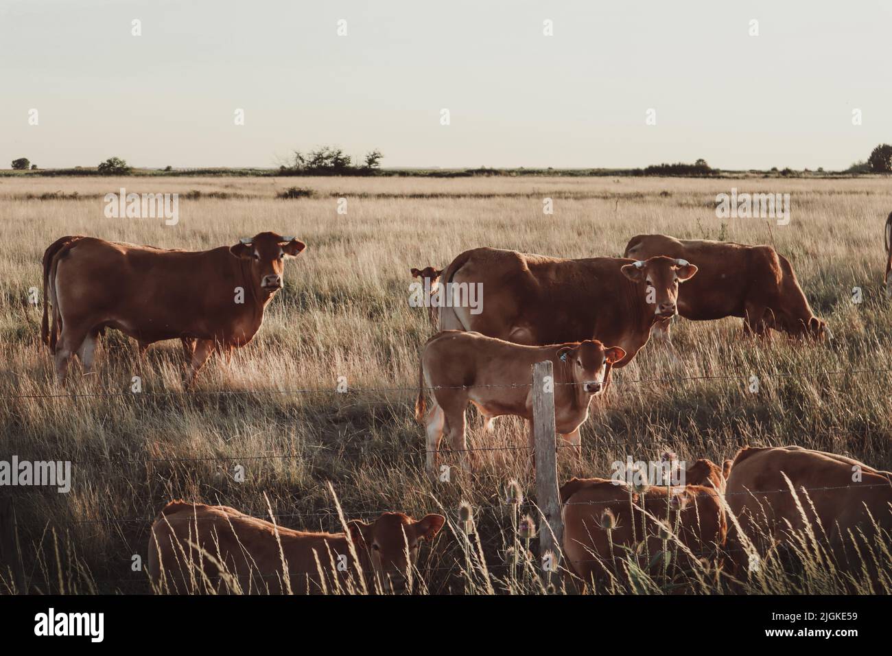 Belles vaches dans un pré au coucher du soleil en France. Photo prise à Saint-Thomas de Conac en Charente-Maritime Banque D'Images